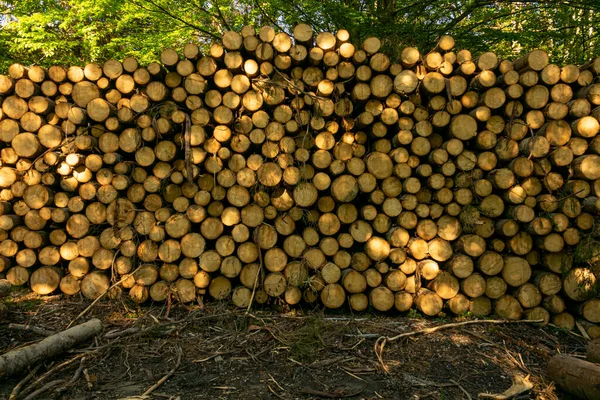 在绿色的森林里堆积如山的木头 在春天 人造林的情况 — 图库照片