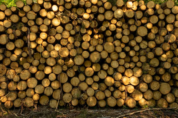 Pile Wood Green Forest Spring Deforestation Made Man — Stock Photo, Image