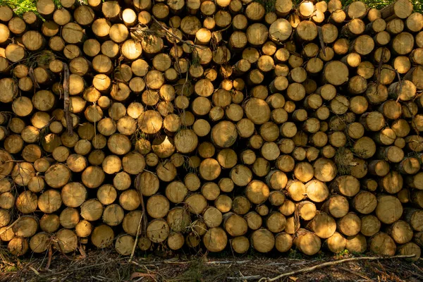 在绿色的森林里堆积如山的木头 在春天 人造林的情况 — 图库照片