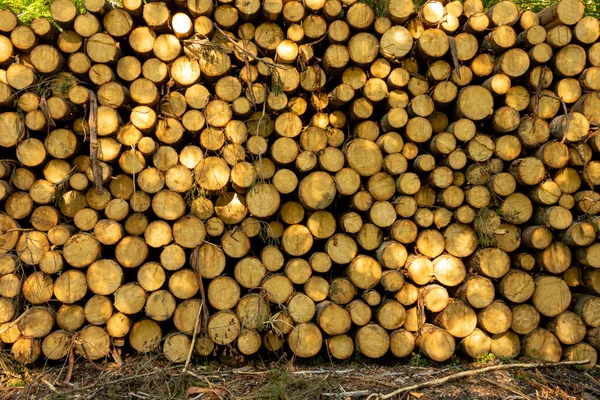 Hög Med Trä Den Gröna Skogen Våren Avskogning Gjord Människan — Stockfoto