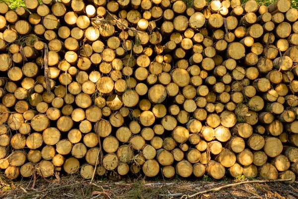 Pile Wood Green Forest Spring Deforestation Made Man — Stock Photo, Image