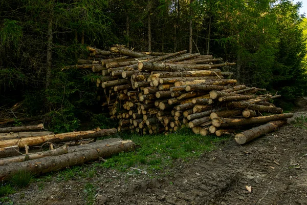 Pile Wood Green Forest Spring Deforestation Made Man — Stock Photo, Image