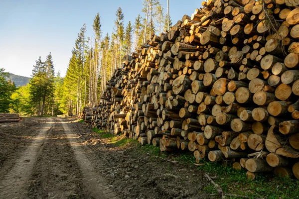 Pile Bois Dans Forêt Verte Printemps Déforestation Faite Par Homme — Photo