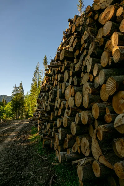 Pile Wood Green Forest Spring Deforestation Made Man — Stock Photo, Image