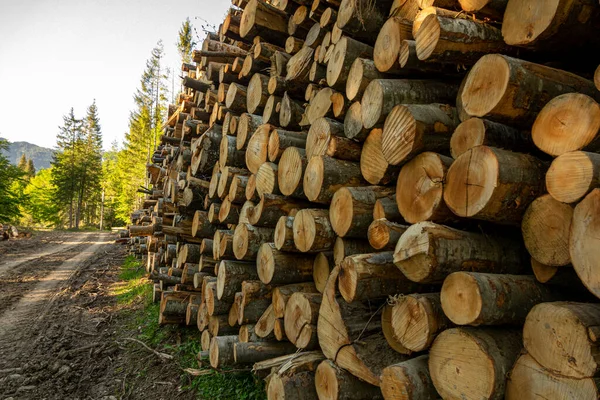 Pile Bois Dans Forêt Verte Printemps Déforestation Faite Par Homme — Photo