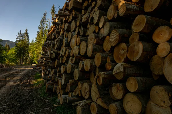 Hög Med Trä Den Gröna Skogen Våren Avskogning Gjord Människan — Stockfoto