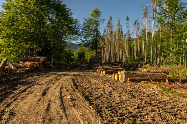 Hromada Dřeva Zeleném Lese Jaře Odlesňování Provedené Člověkem — Stock fotografie