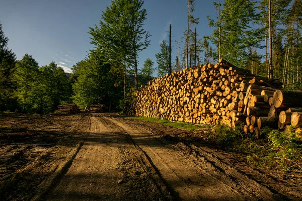 Hög Med Trä Den Gröna Skogen Våren Avskogning Gjord Människan — Stockfoto