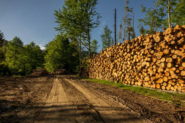 Hög Med Trä Den Gröna Skogen Våren Avskogning Gjord Människan — Stockfoto