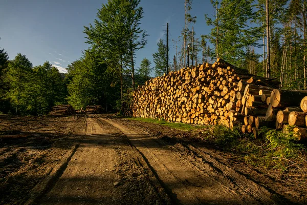 Pile Bois Dans Forêt Verte Printemps Déforestation Faite Par Homme — Photo