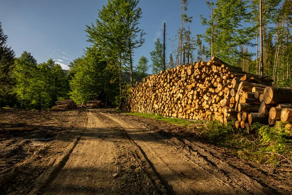 Pile Wood Green Forest Spring Deforestation Made Man — Stock Photo, Image