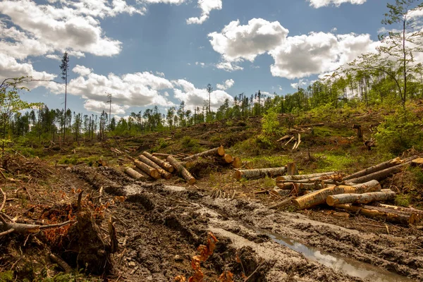 Boskap Milieuvernietiging Opwarming Van Aarde Door Stormen Gevallen Bomen Naaldbos Stockfoto
