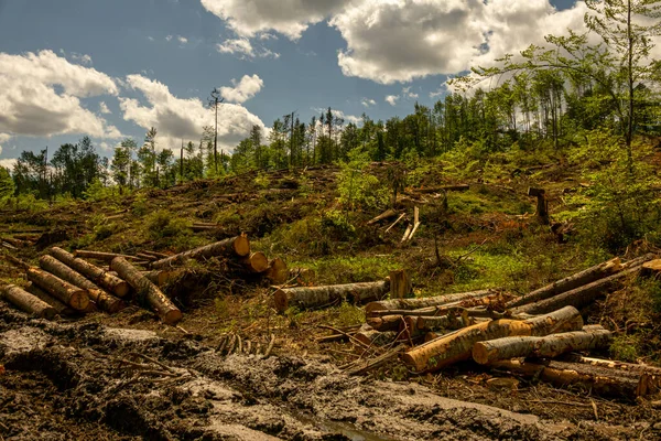 Forest Felling Environmental Destruction Global Warming Storms Fallen Trees Coniferous — Stock Photo, Image