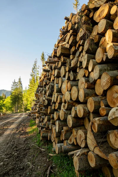 在绿色的森林里堆积如山的木头 在春天 人造林的情况 免版税图库照片