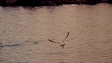 Gulls flying over the sea, at sunset, evening