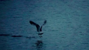 Gulls flying over the sea, at sunset, evening