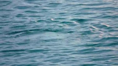 Su yüzeyinde karabatak (Phalacrocorax carbo)