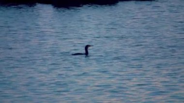 Su yüzeyinde karabatak (Phalacrocorax carbo)