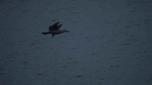 Gulls Flying Sea Sunset Evening — Vídeos de Stock