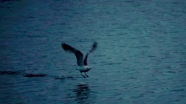 Gulls Flying Sea Sunset Evening — Vídeos de Stock