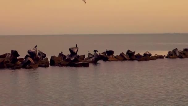 Cormorán Phalacrocorax Carbo Superficie Del Agua — Vídeos de Stock