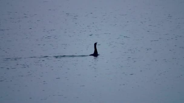 Cormorán Phalacrocorax Carbo Superficie Del Agua — Vídeos de Stock