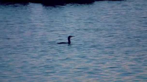 Cormorant Phalacrocorax Carbo Στην Επιφάνεια Του Νερού — Αρχείο Βίντεο