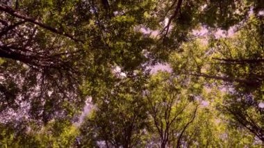 Yeşil bahar ormanlarında gökyüzünün hızlı hareket görüntüsü