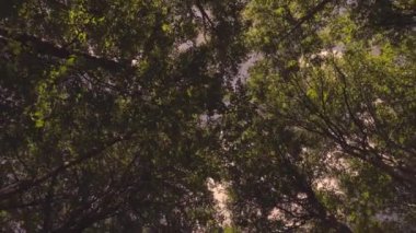 Yeşil bahar ormanlarında gökyüzünün hızlı hareket görüntüsü