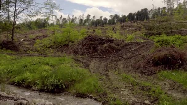 Geldsegen Wald Sturmschäden Umgestürzte Bäume Nadelwald Nach Starkem Orkanwind — Stockvideo