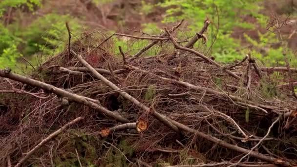 Geldsegen Wald Sturmschäden Umgestürzte Bäume Nadelwald Nach Starkem Orkanwind — Stockvideo