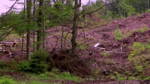 Caída Inesperada Bosque Daños Tormenta Árboles Caídos Bosque Coníferas Después — Vídeo de stock