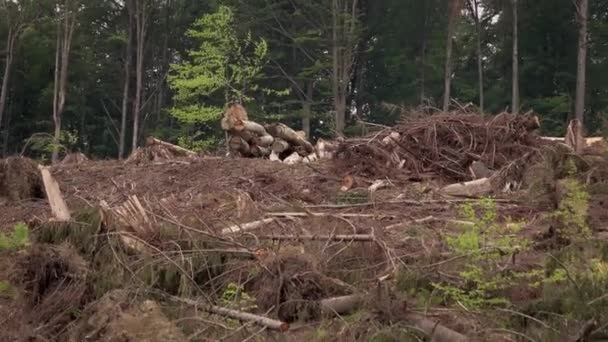 Geldsegen Wald Sturmschäden Umgestürzte Bäume Nadelwald Nach Starkem Orkanwind — Stockvideo