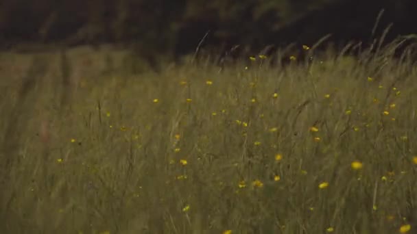 Piękne Górskie Żółte Kwiaty Wysokiej Trawie Wietrze — Wideo stockowe