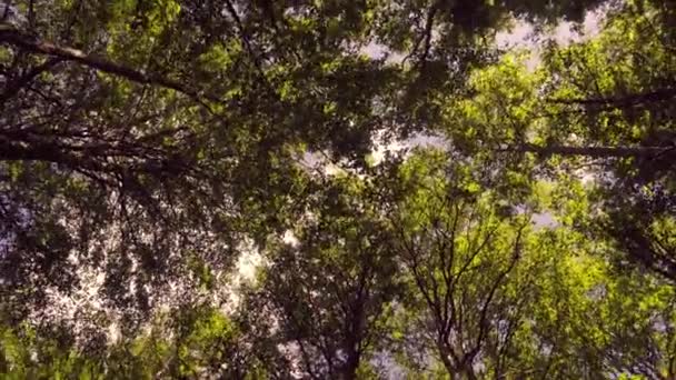 Vista Veloce Del Cielo Nella Foresta Verde Primaverile — Video Stock