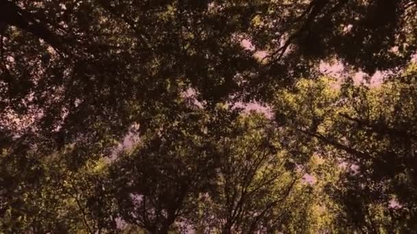 Yeşil Bahar Ormanlarında Gökyüzünün Hızlı Hareket Görüntüsü — Stok video