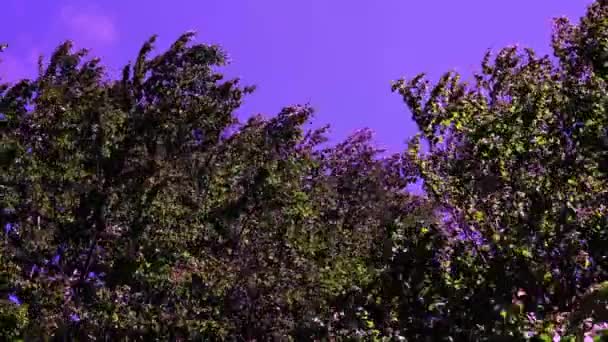 Vue Mouvement Rapide Ciel Dans Forêt Printanière Verte — Video