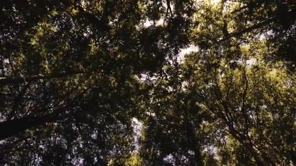Γρήγορη Κίνηση Άποψη Του Ουρανού Στο Πράσινο Δάσος Άνοιξη — Αρχείο Βίντεο