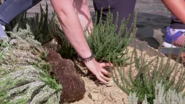 Teenager Hands Planting Flowers Sensory Garden Concept Green World — Stock Video