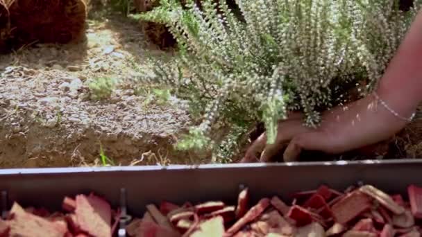 Подросток Руками Сажает Цветы Сенсорном Саду Концепция Зеленый Мир — стоковое видео