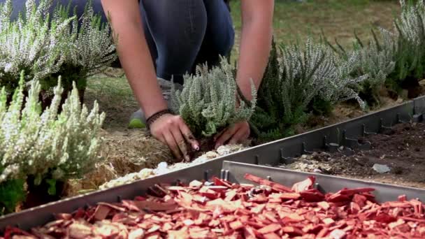 Mani Adolescenti Piantare Fiori Giardino Sensoriale Concetto Mondo Verde — Video Stock