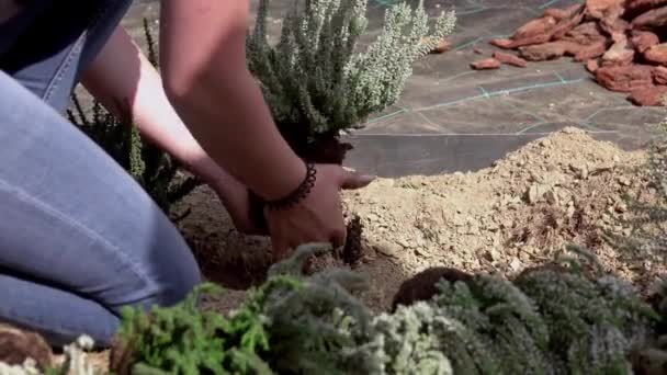 Ergen Çocuk Ellerine Yakın Çekim Çiçek Ekmeye Yardım Etmek Duyusal — Stok video