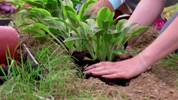 Närbild Tonåringar Och Barn Händer Hjälpa Plantera Blommor Arbeta Tillsammans — Stockvideo