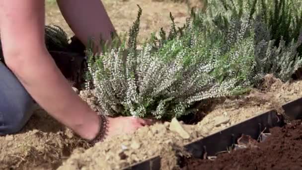 Manos Adolescentes Plantando Flores Jardín Sensorial Concepto Mundo Verde — Vídeo de stock