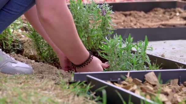 Detailní Záběr Dospívající Dětské Ruce Pomáhá Rostlině Květiny Pracuje Společně — Stock video