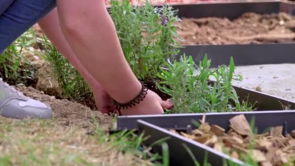 Primo Piano Sulle Mani Adolescenti Bambini Aiutare Fiori Delle Piante — Video Stock