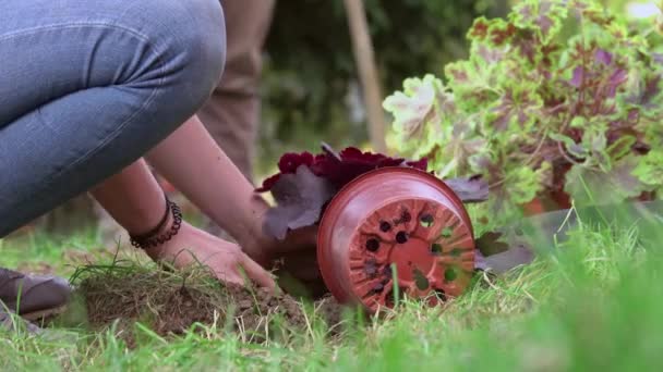 10代と子供の手をクローズアップし植物の花を助け感覚の庭で一緒に働き — ストック動画
