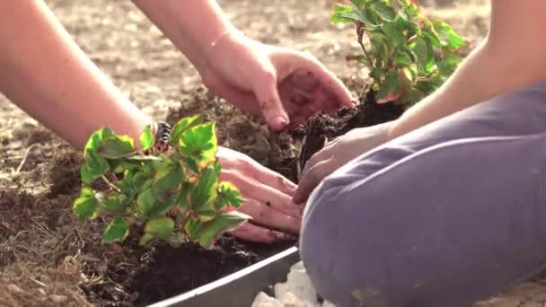 Zbliżenie Dłonie Nastolatka Dziecka Pomaganie Roślinom Kwiatach Wspólna Praca Ogrodzie — Wideo stockowe