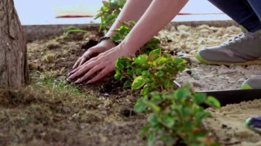 Ergen ve çocuk ellerine yakın çekim, çiçek ekmeye yardım etmek, duyusal bir bahçede birlikte çalışmak.