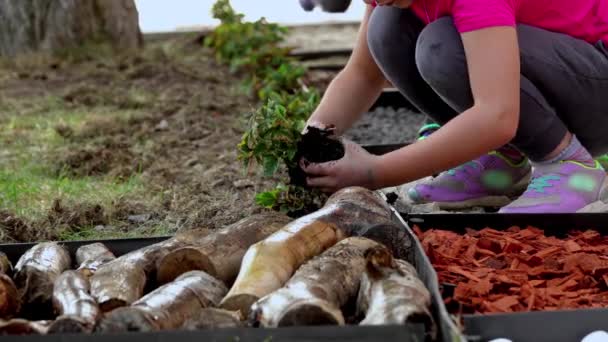 Nahaufnahme Von Teenager Und Kinderhänden Hilfe Beim Pflanzen Von Blumen — Stockvideo